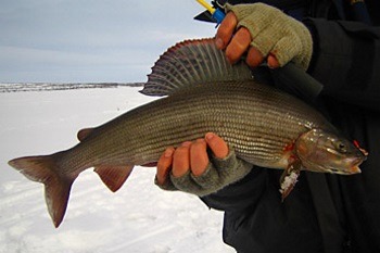 Зимняя рыбалка на хариуса